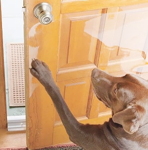 Защита двери от собаки